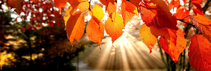 leaves on autumn